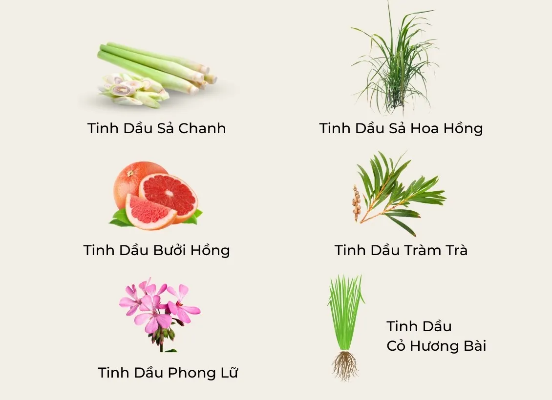 Các note tinh dầu
