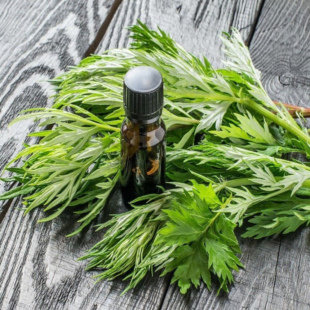Các loại tinh dầu bà bầu nên tránh