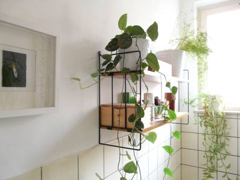 Cách xử lý bồn cầu có mùi - Grandhome Shop