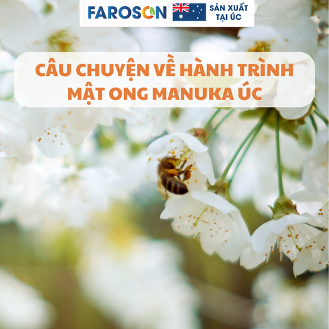 Câu Chuyện Mật Ong Manuka: 1 Hành Trình Từ Thiên Nhiên Úc Đến Sức Khỏe Người Dùng