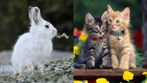 Vì sao năm Mão của Việt Nam là loài mèo, còn Trung Quốc lại là loài Thỏ?
