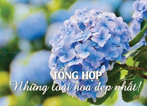Những loại hoa đẹp nhất thế giới và Việt Nam được yêu thích