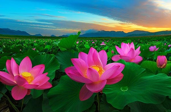 Nguồn gốc của hoa sen và ý nghĩa biểu tượng Quốc hoa Việt Nam – Quà Tặng  Cao Cấp