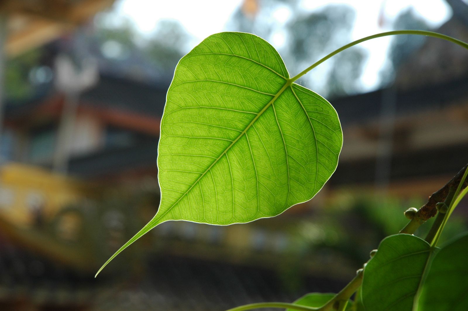 What is the effect of Bodhi tree in life and medicine?  – Premium Gifts