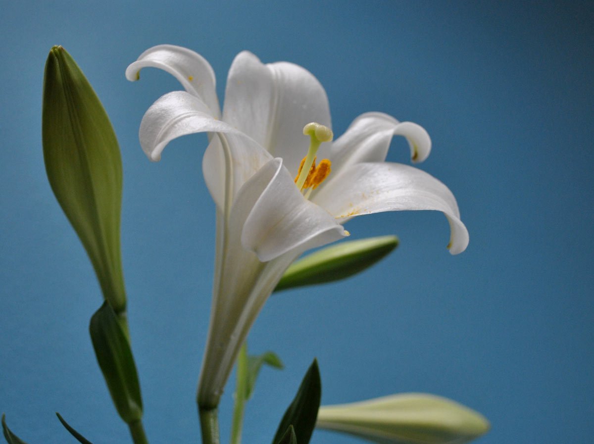Những loài hoa đẹp nhất thế giới và Việt Nam được yêu thích🏵️❤️