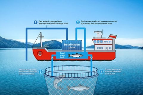 How SWRO on wellboats helps marine salmon aquaculture stay healthy & profitable