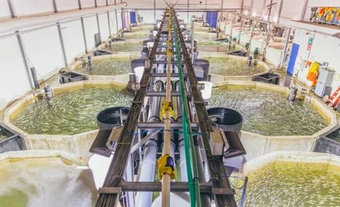 Ứng dụng công nghệ lọc tự rửa Amiad trong hệ thống nuôi trồng thủy sản tuần hoàn (RAS)