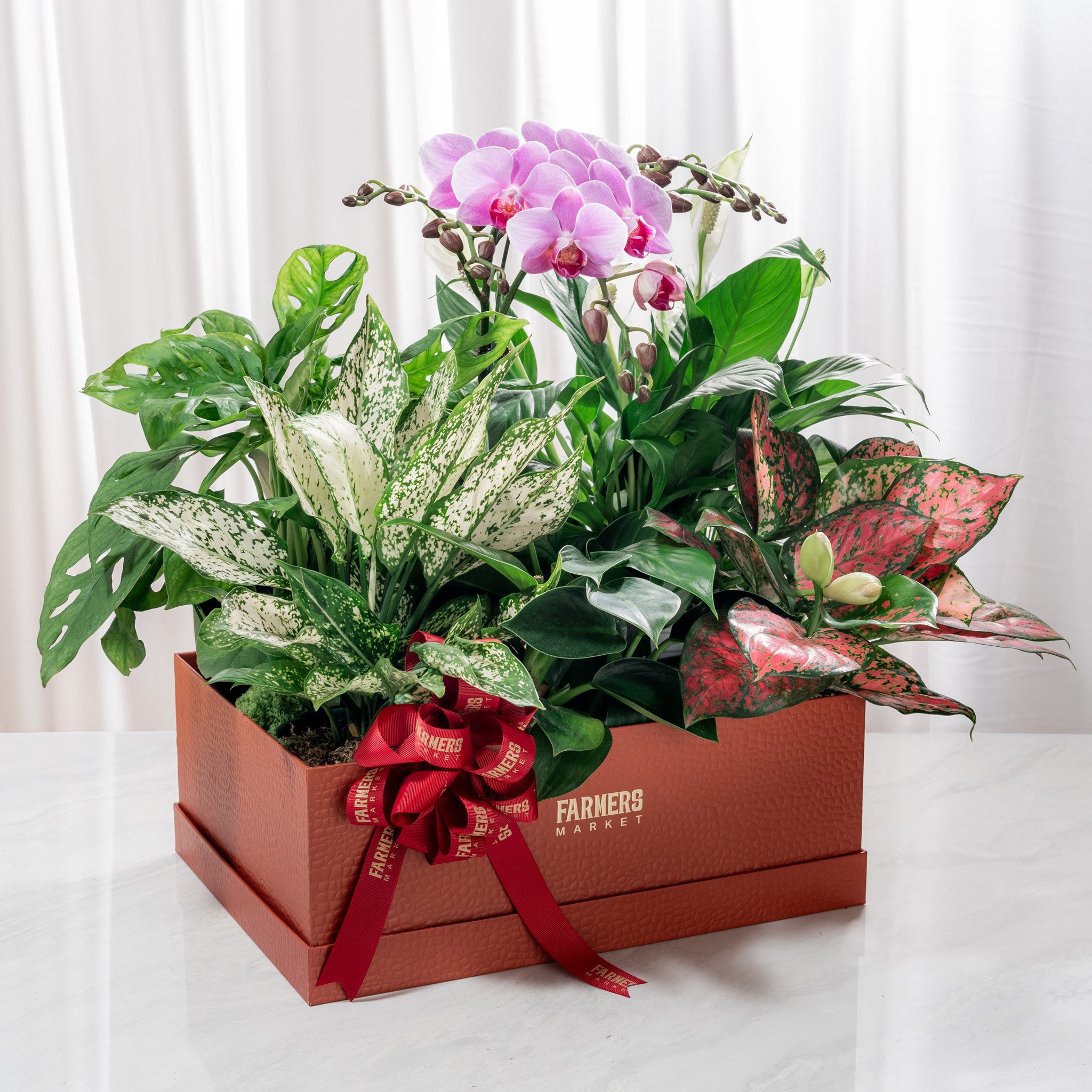 Quà Tặng Cây Xanh