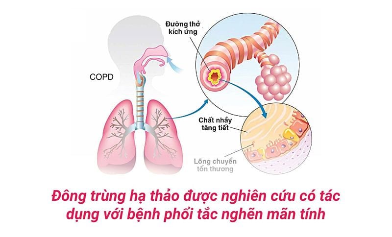 Công dụng của viên đông trùng hạ thảo đối với phổi và hệ hô hấp – Nhân Sâm  Vàng