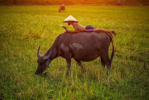 Tìm hiểu hình tượng chú Trâu trong văn hóa Việt Nam