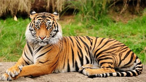 Tìm hiểu về hình tượng loài Hổ trong các nền văn hóa các quốc gia