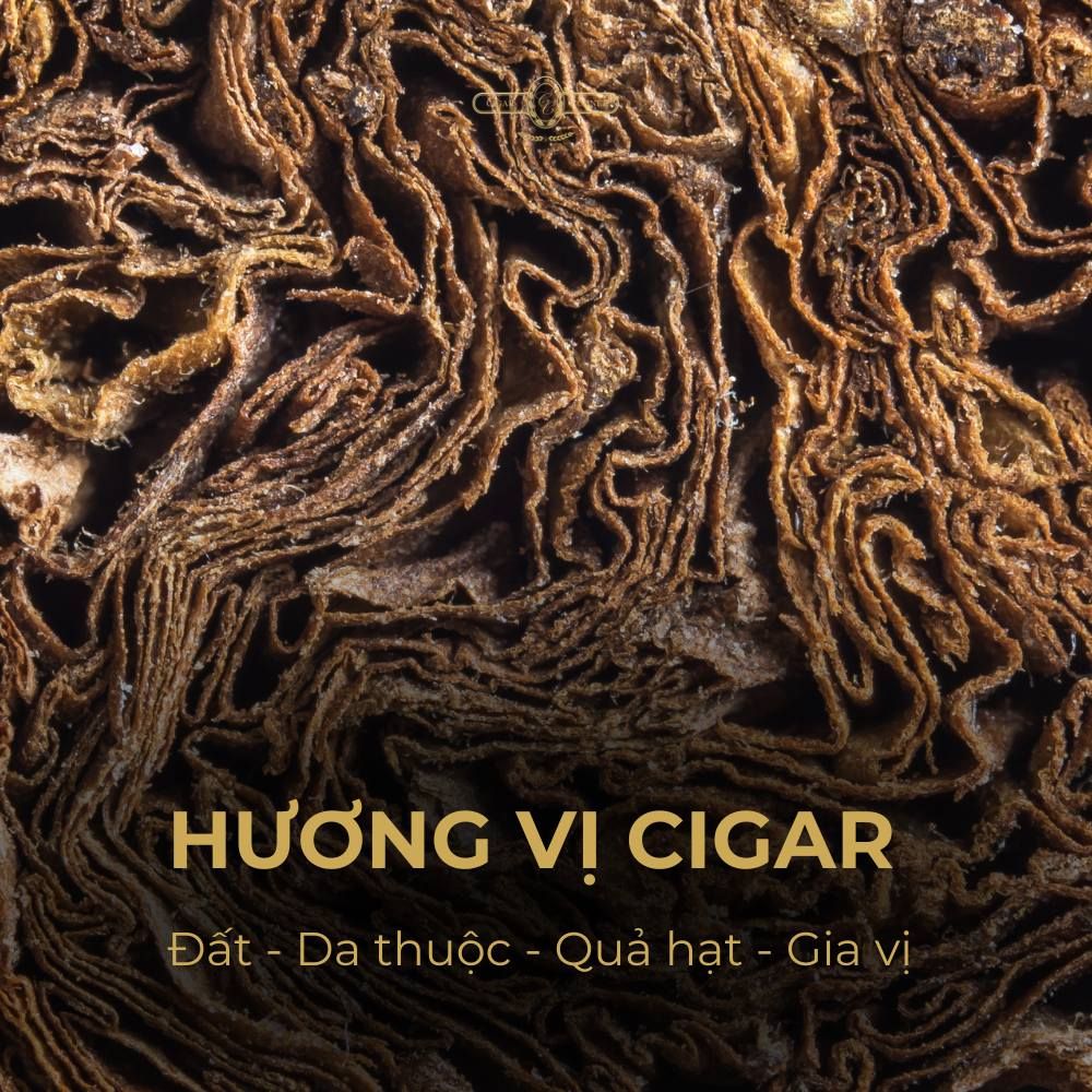 NHỮNG HƯƠNG VỊ CIGAR PHỔ BIẾN TRONG BÁNH XE HƯƠNG VỊ – Cigar Corner