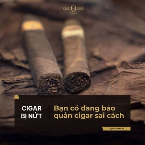 CIGAR BỊ NỨT? BẠN CÓ ĐANG BẢO QUẢN SAI CÁCH