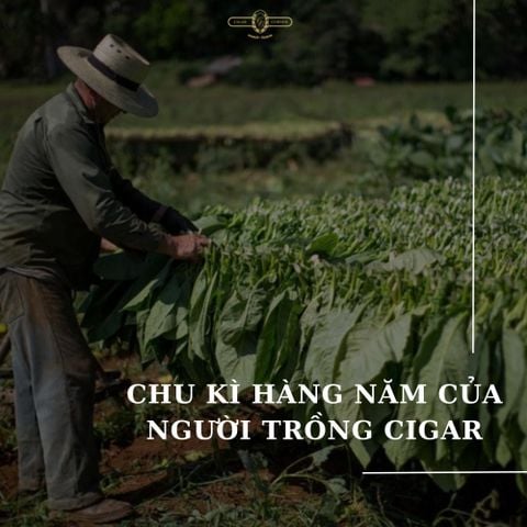 CHU KỲ HÀNG NĂM CỦA NGƯỜI TRỒNG CIGAR