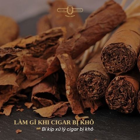 LÀM GÌ KHI CIGAR BỊ KHÔ?