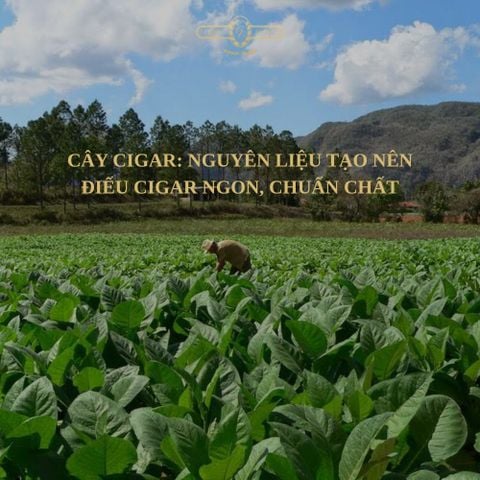 CÂY CIGAR: NGUYÊN LIỆU TẠO NÊN ĐIẾU CIGAR NGON, CHUẨN CHẤT