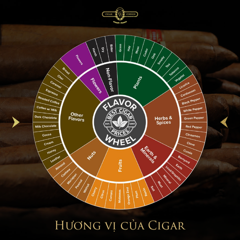 HƯƠNG VỊ CỦA CIGAR