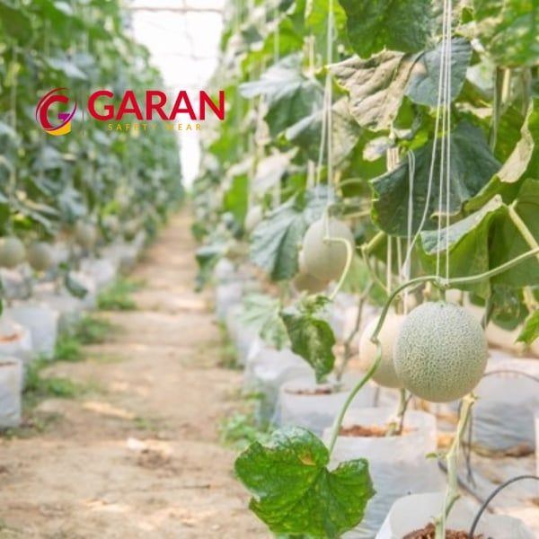 Hình ảnh sản phẩm