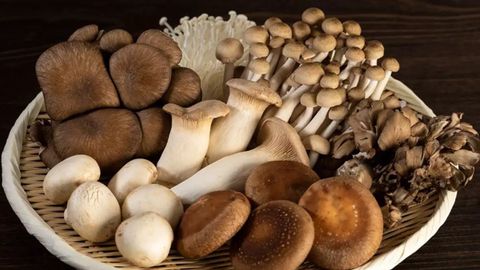 Instruction for cleaning, storage and processing fresh mushrooms correctly