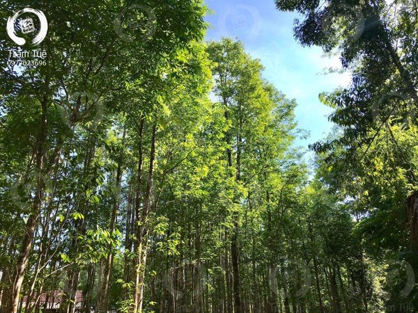 8 effects of agarwood for health and life