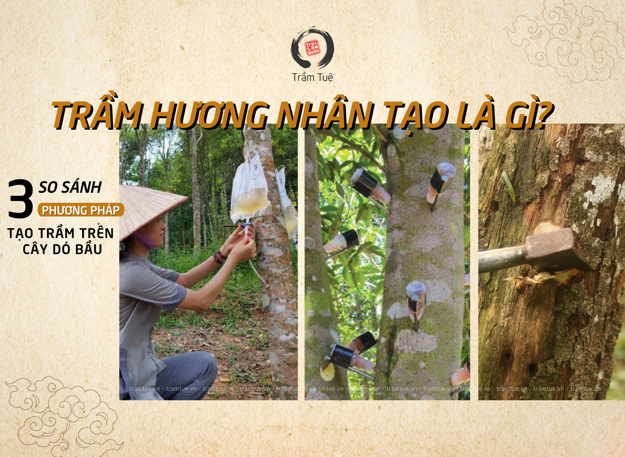 Trầm hương nhân tạo là gì? Ưu, nhược điểm của 3 phương pháp tạo trầm trên cây dó bầu