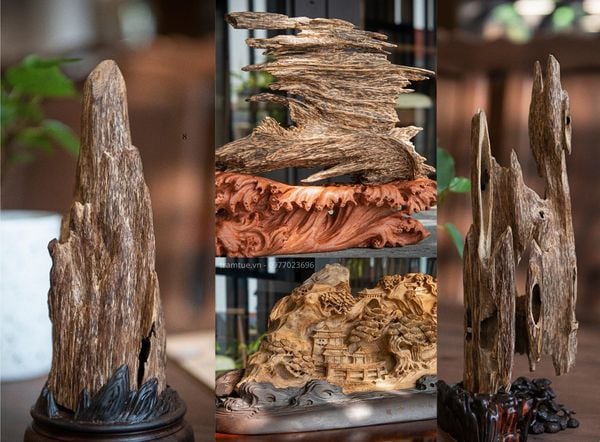 What is Agarwood? Unveiling the Hidden Secrets of Agarwood