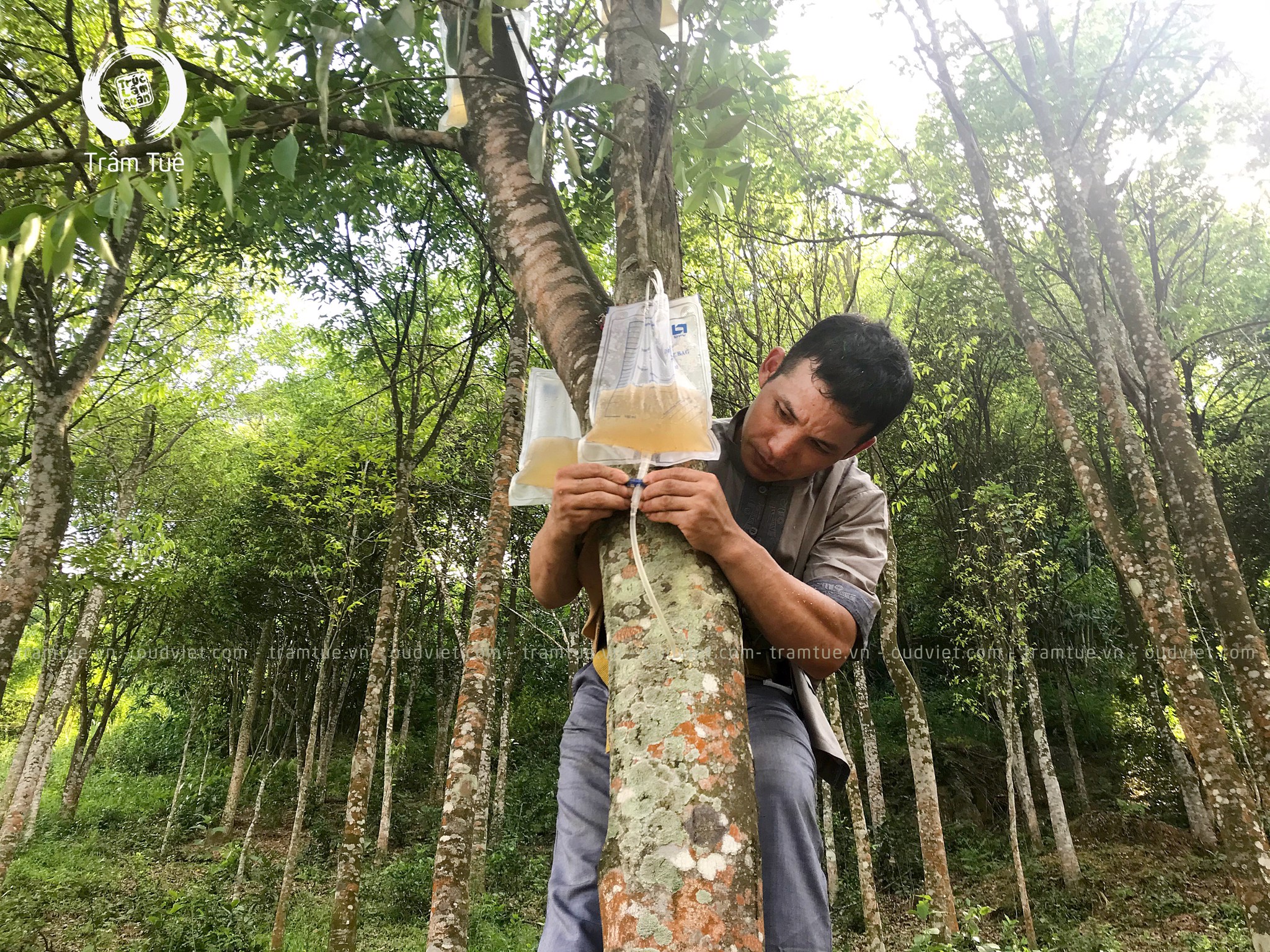 3 phương pháp tạo Trầm hương trên cây dó bầu phổ biến nhất