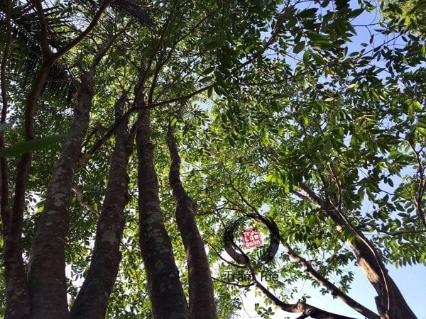 Biological characteristics of the aquilaria crassna