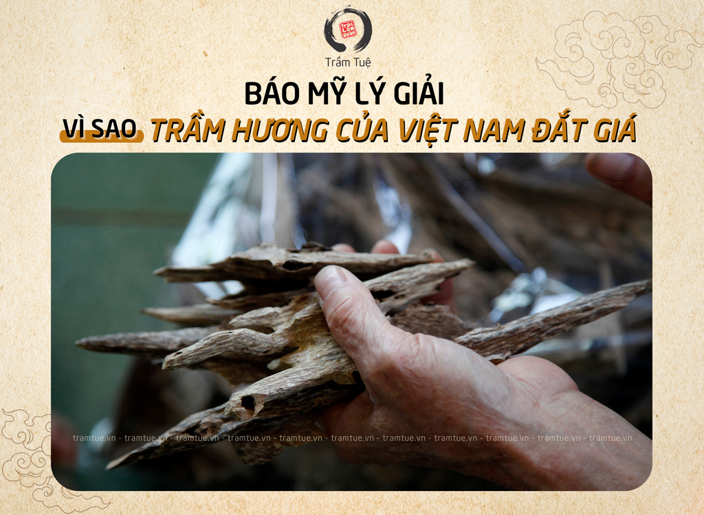 Báo Mỹ lý giải tại sao Trầm hương của Việt Nam đắt giá