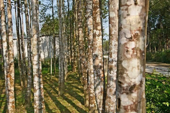 8 tác dụng của Trầm hương đối với sức khỏe và đời sống