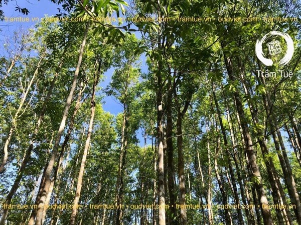 What is Agarwood? Revealing the hidden secrets of agarwood