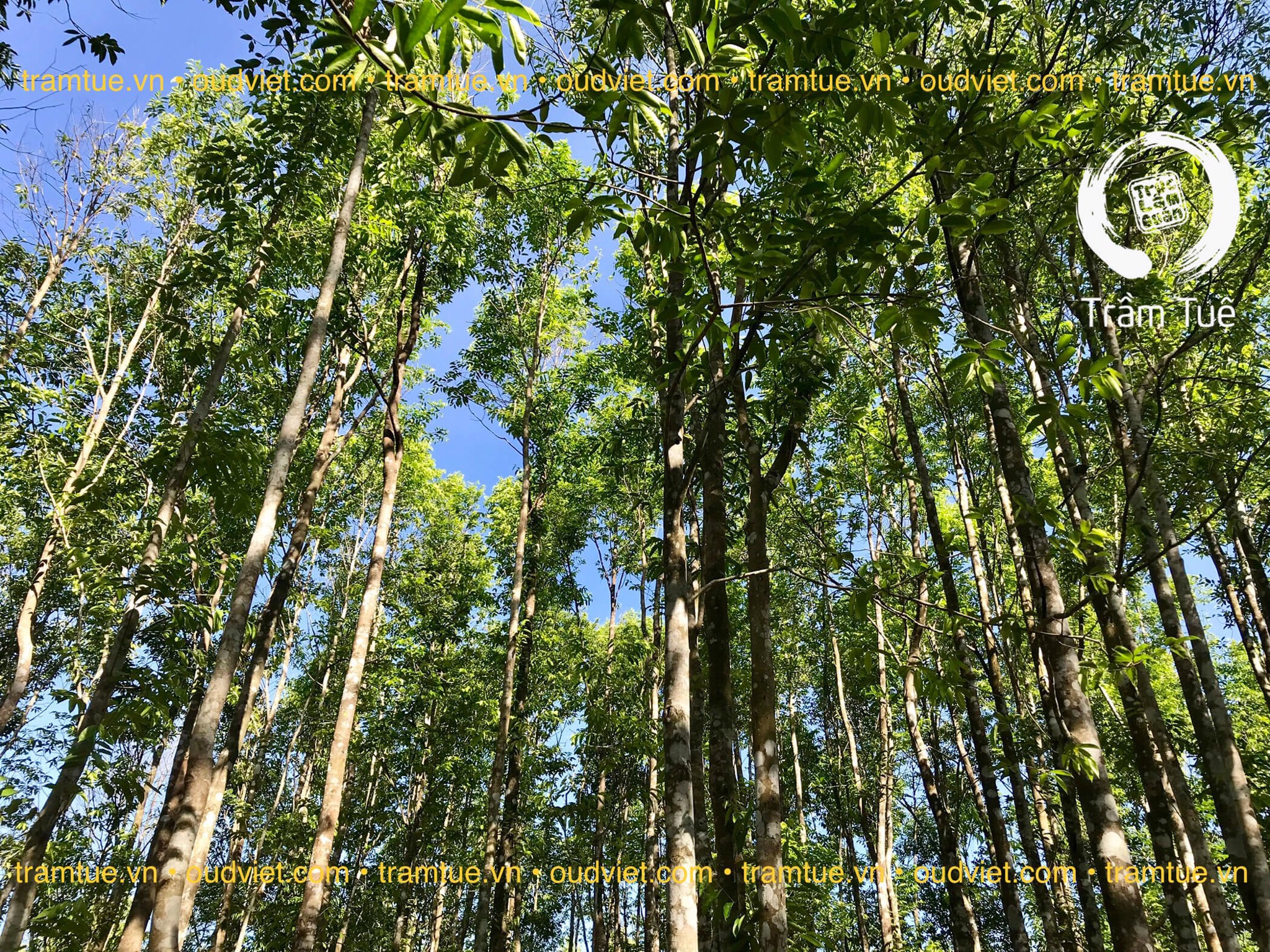 Trầm hương là gì? Hé lộ những bí mật ẩn giấu của Trầm hương