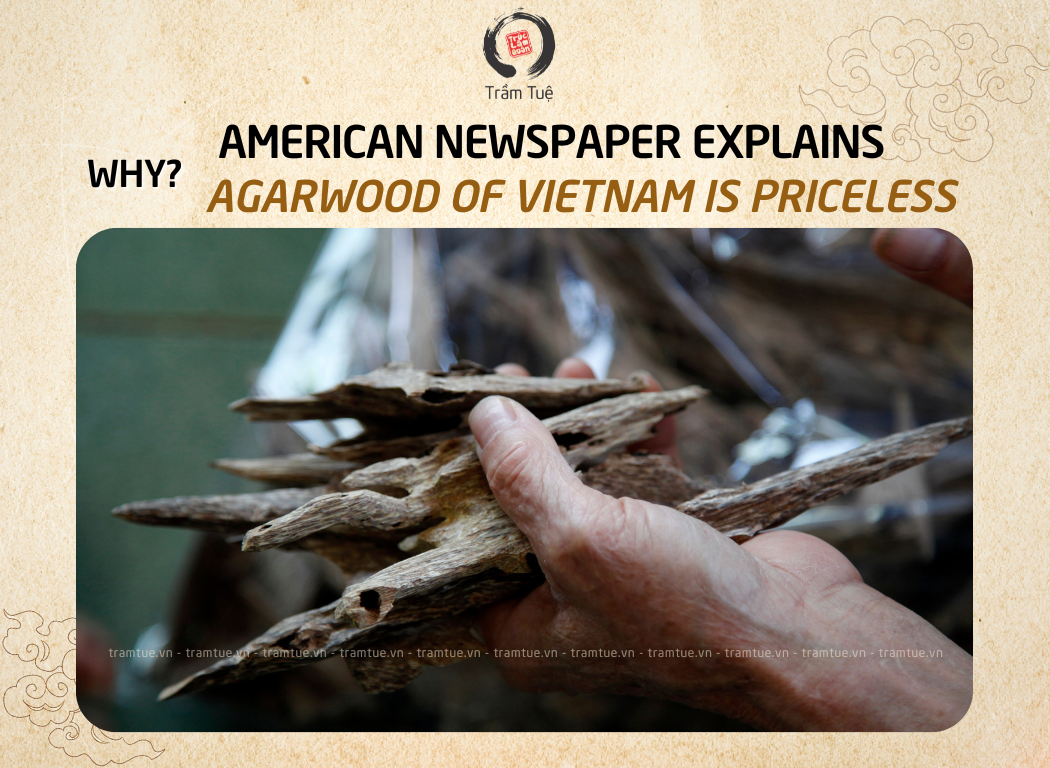 American newspaper explains why Vietnam's Agarwood is expensive
