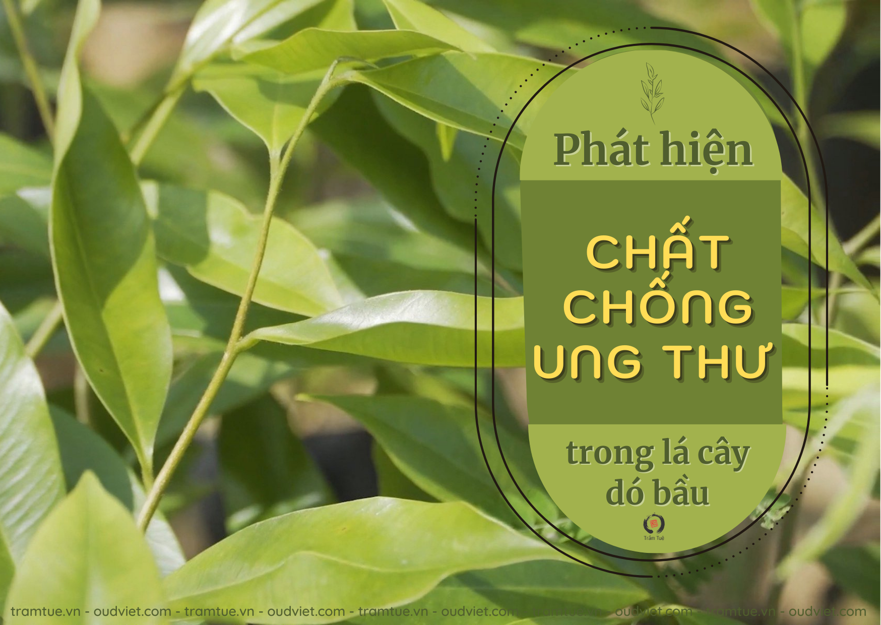Phát hiện chất chống ung thư trong lá cây dó bầu