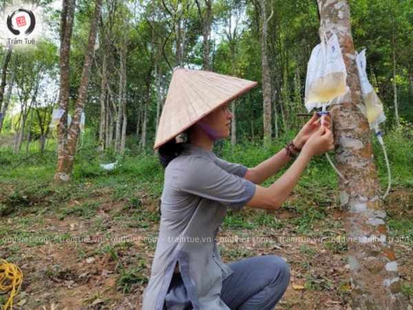 What is Artificial Agarwood? Advantages and Disadvantages of creation of Agarwood on Aquilaria crassna