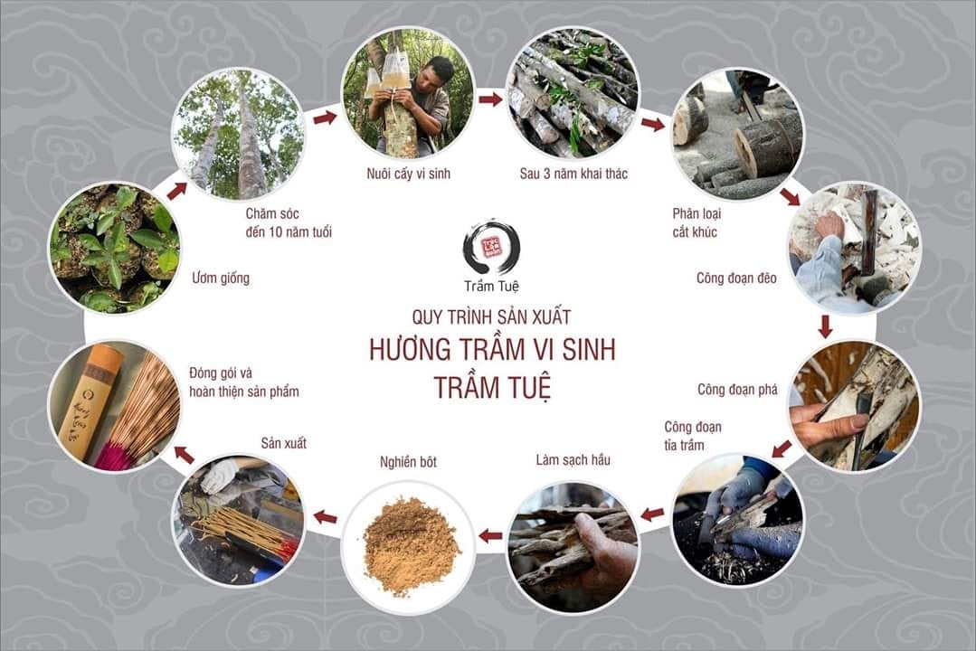 Quy trình sản xuất nhang Trầm hương sạch của Trầm Tuệ