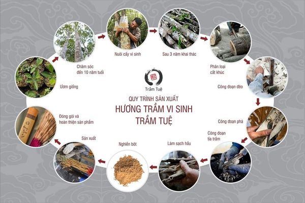 Quy trình sản xuất nhang Trầm hương sạch của Trầm Tuệ