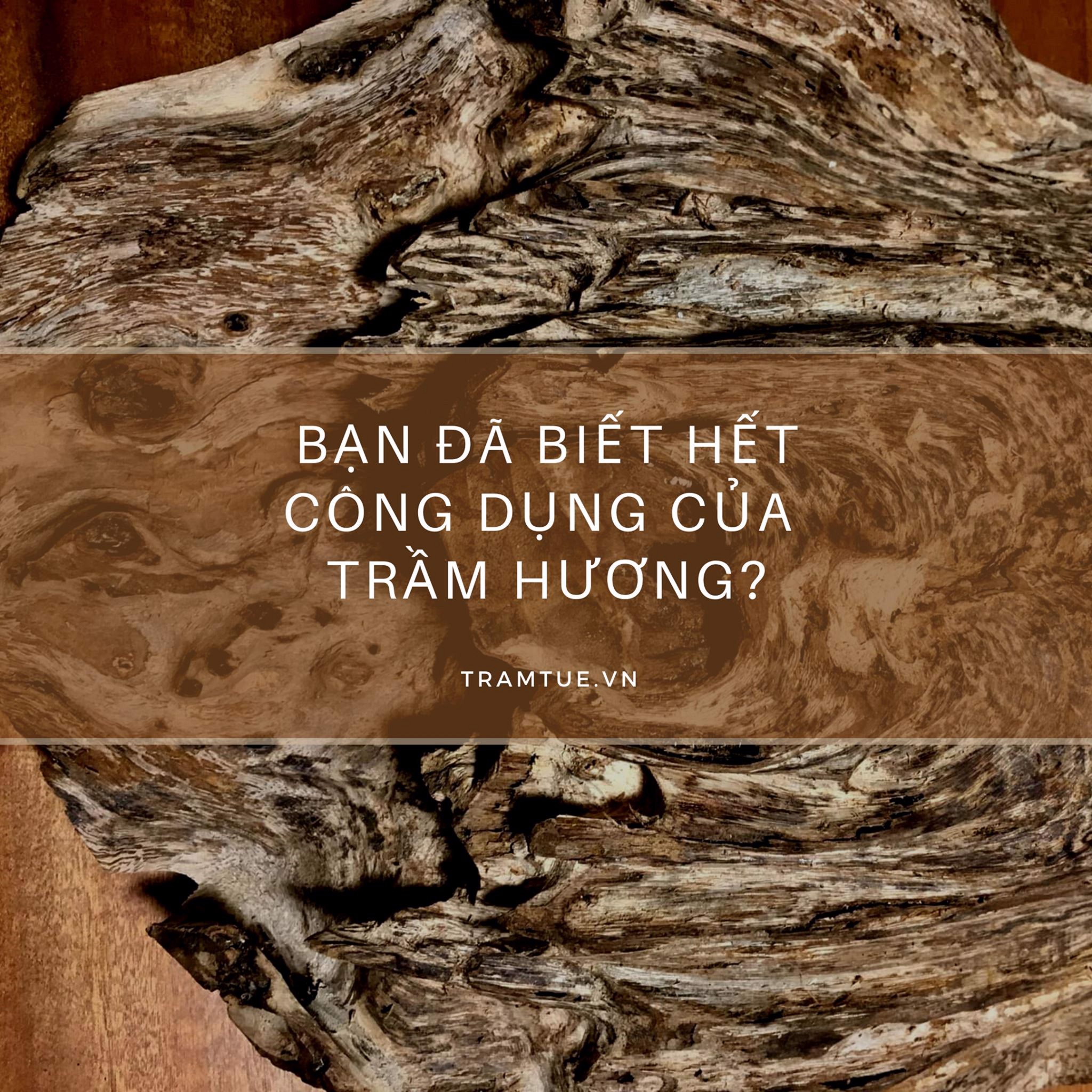 Trầm hương - nguồn dược liệu quý với y học và ngành công nghiệp mỹ phẩm