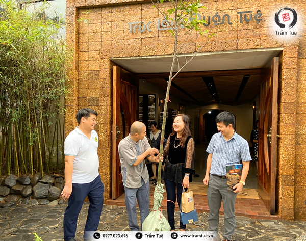 cây chay khoa Du lịch - Ngoại ngữ Học viện Nông nghiệp Việt Nam Trúc Lâm Quán Tuệ