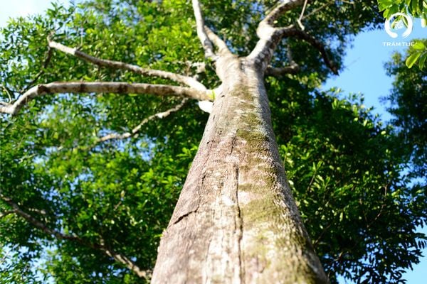 cây dó bầu trầm hương 150 năm tuổi thiên nhiên hiếm có việt nam trầm tuệ tramtue