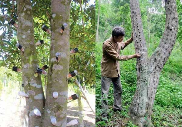 trầm hương sánh chìm nhân tạo