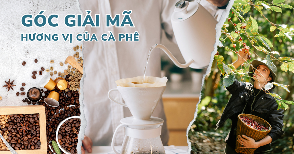 GIẢI MÃ HƯƠNG VỊ CỦA CÀ PHÊ