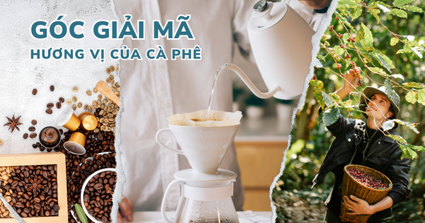 GIẢI MÃ HƯƠNG VỊ CỦA CÀ PHÊ