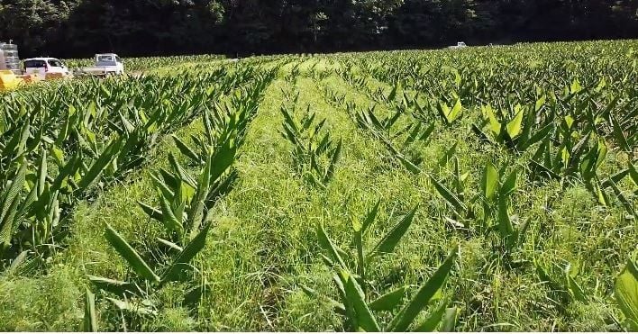 Viên Uống Tinh Chất Nghệ Nghệ Kangen Ukon Nhật Bản - Phương Nam Water