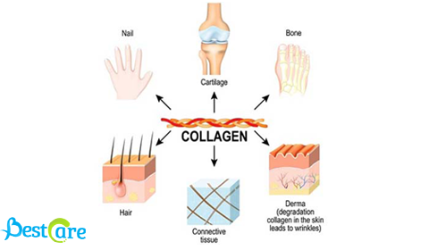Collagen là gì? Có mấy loại Collagen? Collagen type 2 là gì? Collagen Type 2 Có Tác Dụng Gì??