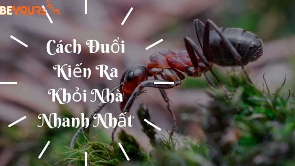 cách đuổi kiến ra khỏi nhà