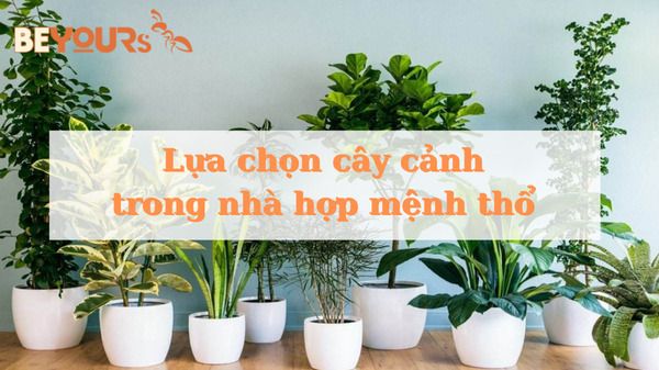 Cây cảnh trong nhà hợp mệnh thổ theo phong thuỷ tốt cho gia chủ