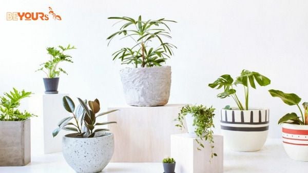 Cây cảnh trong nhà hợp mệnh Thuỷ HÚT TIỀN vào như nước