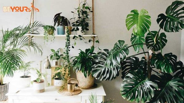 Cây trồng trong nhà không cần ánh sáng giúp tốt cho phong thuỷ