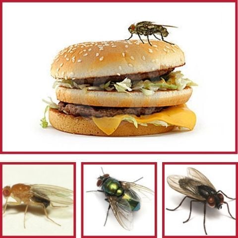 Phân biệt và dấu hiệu nhận biết ruồi thường thấy trong gia đình